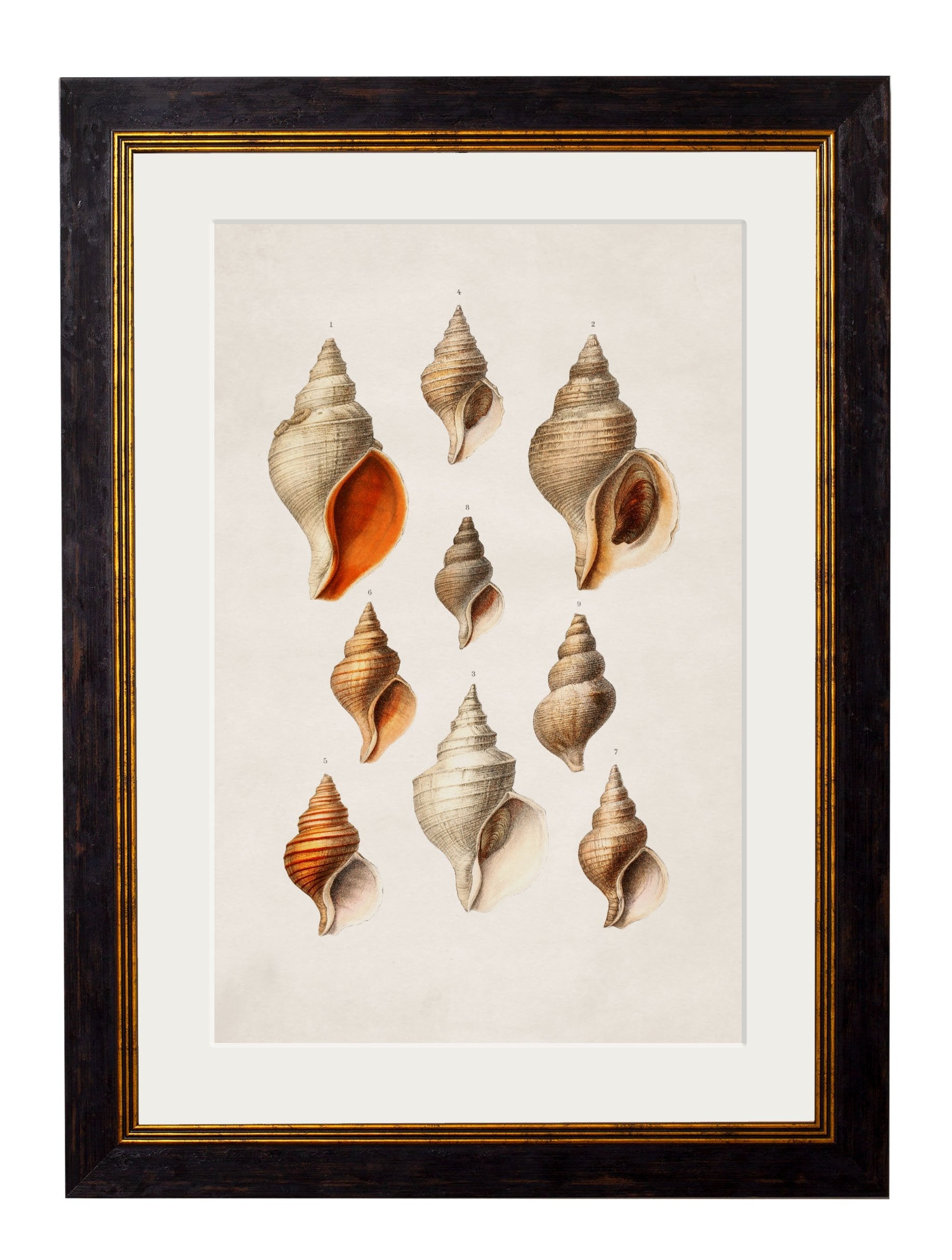 Shell Print Artist Marine Art Prints | Shells, Fish & Ocean Life Wall Art – Stoney Ground