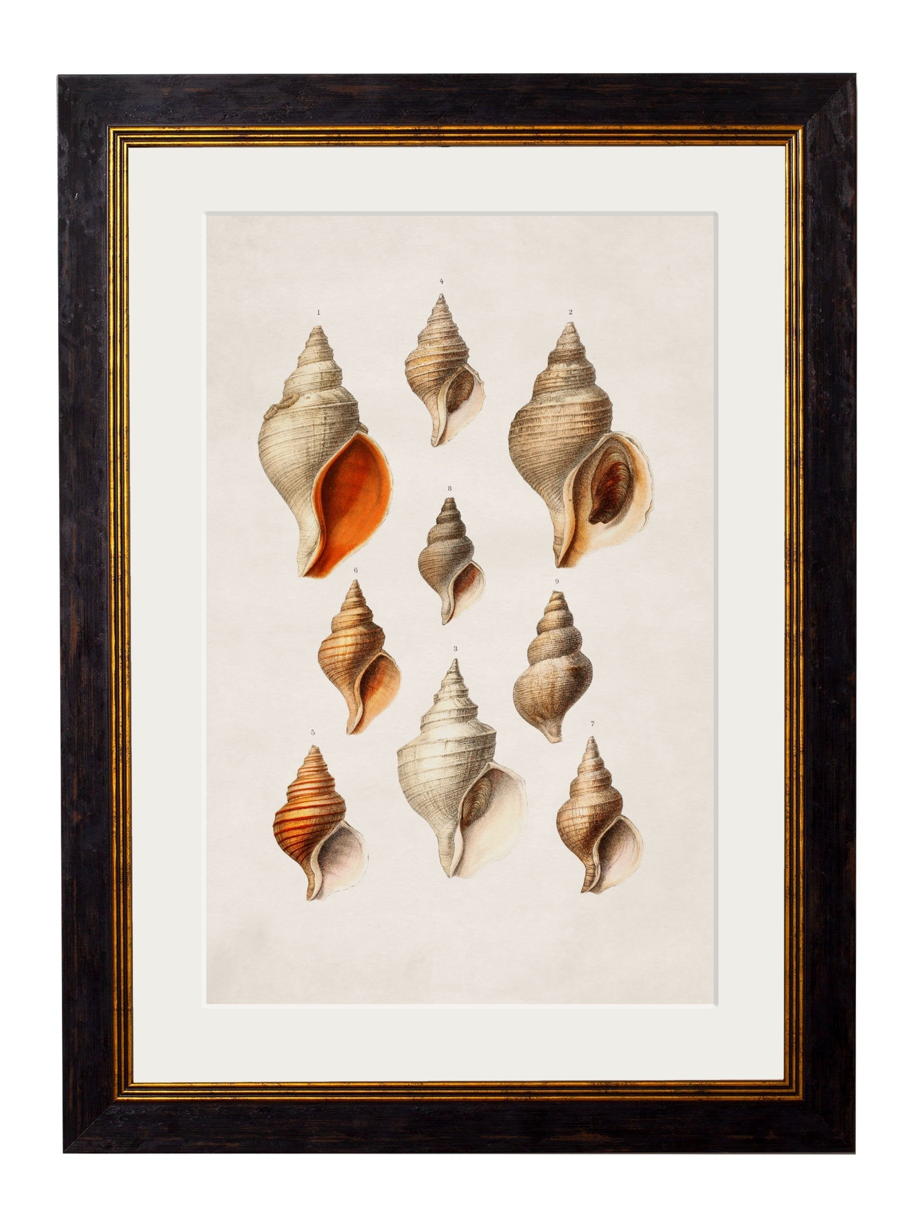Marine Animals - Shells, Fish & Ocean Life