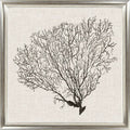 Silver Sea Fans IV | Coastal Framed Artwork | Silver Varnished Frame
