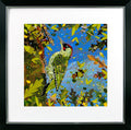 Bright & Beautiful Birds V – Woodpecker