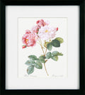 Framed botanical illustration of pink and white roses with green leaves on a white background.