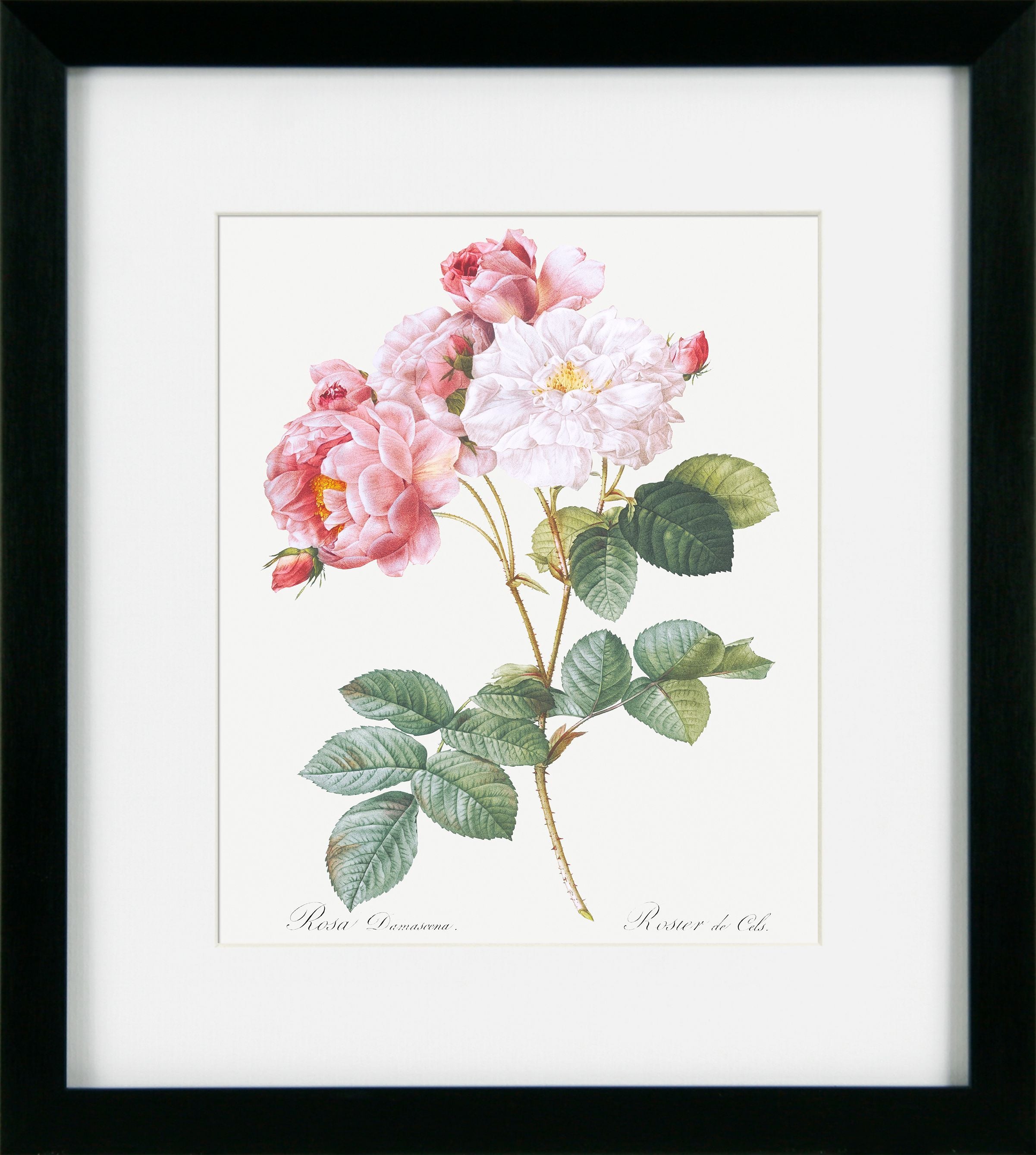 Framed botanical illustration of pink and white roses with green leaves on a white background.
