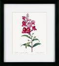 Vintage Florals II | Pierre Joseph Redouté Botanical Print in Black Frame