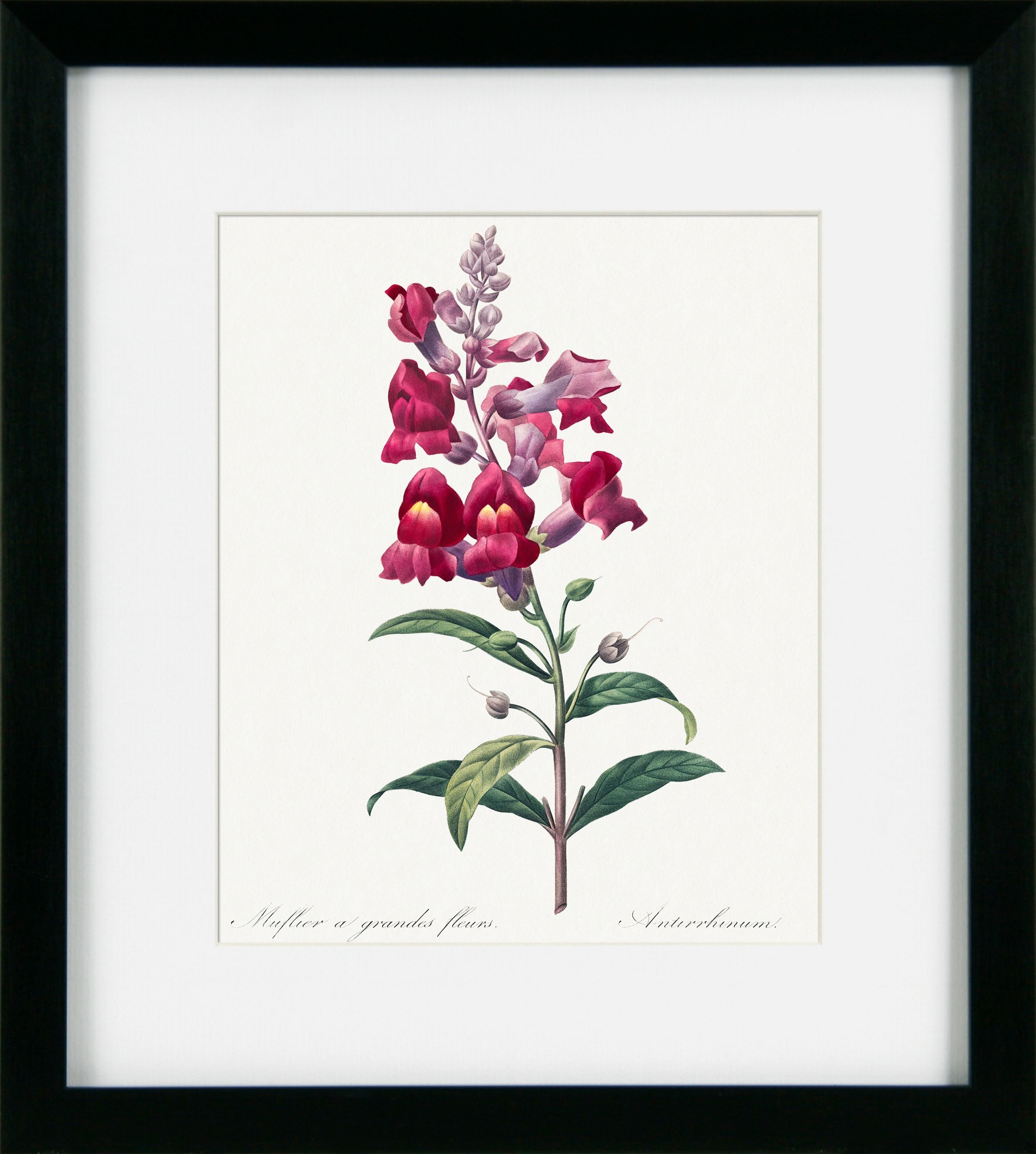 Vintage Florals II | Pierre Joseph Redouté Botanical Print in Black Frame