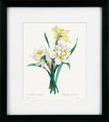 Vintage Florals III | Pierre Joseph Redouté Botanical Print in Black Frame