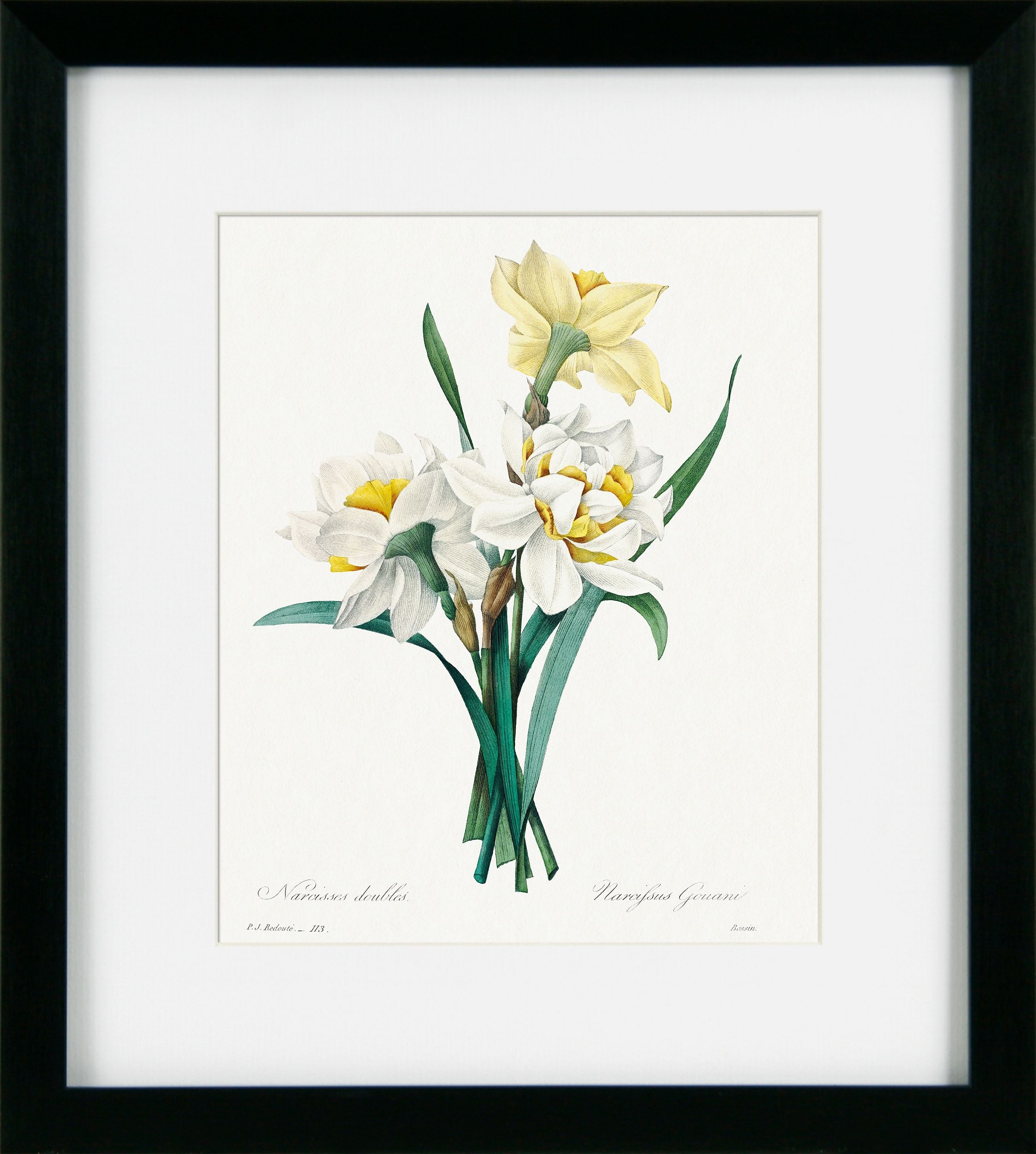 Vintage Florals III | Pierre Joseph Redouté Botanical Print in Black Frame