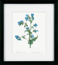 Vintage Florals IV | Pierre Joseph Redouté Botanical Print in Black Frame