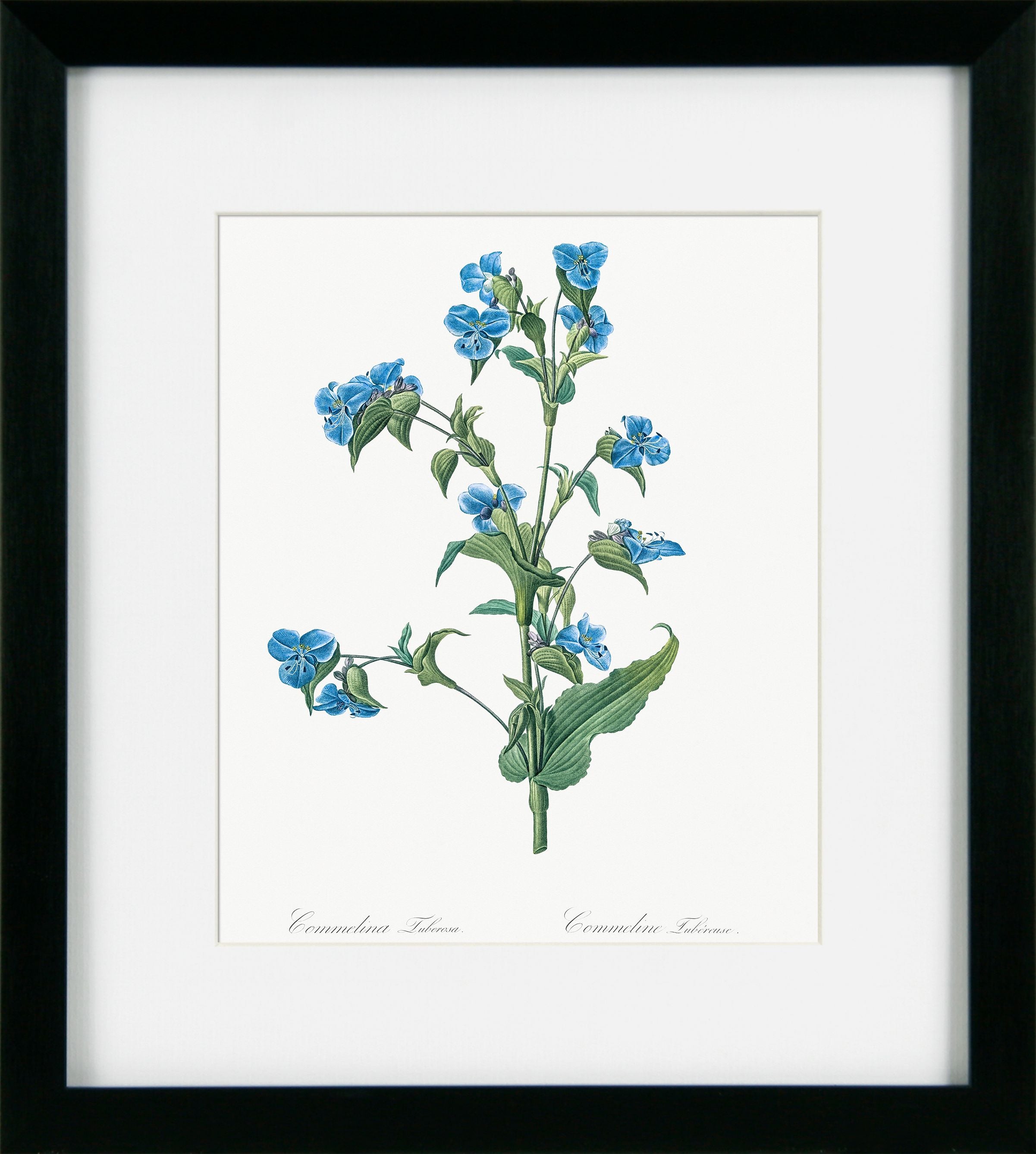 Vintage Florals IV | Pierre Joseph Redouté Botanical Print in Black Frame