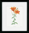 Framed botanical illustration of orange lilies on a white background