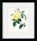 Framed botanical illustration of a yellow rose with green leaves on a white background