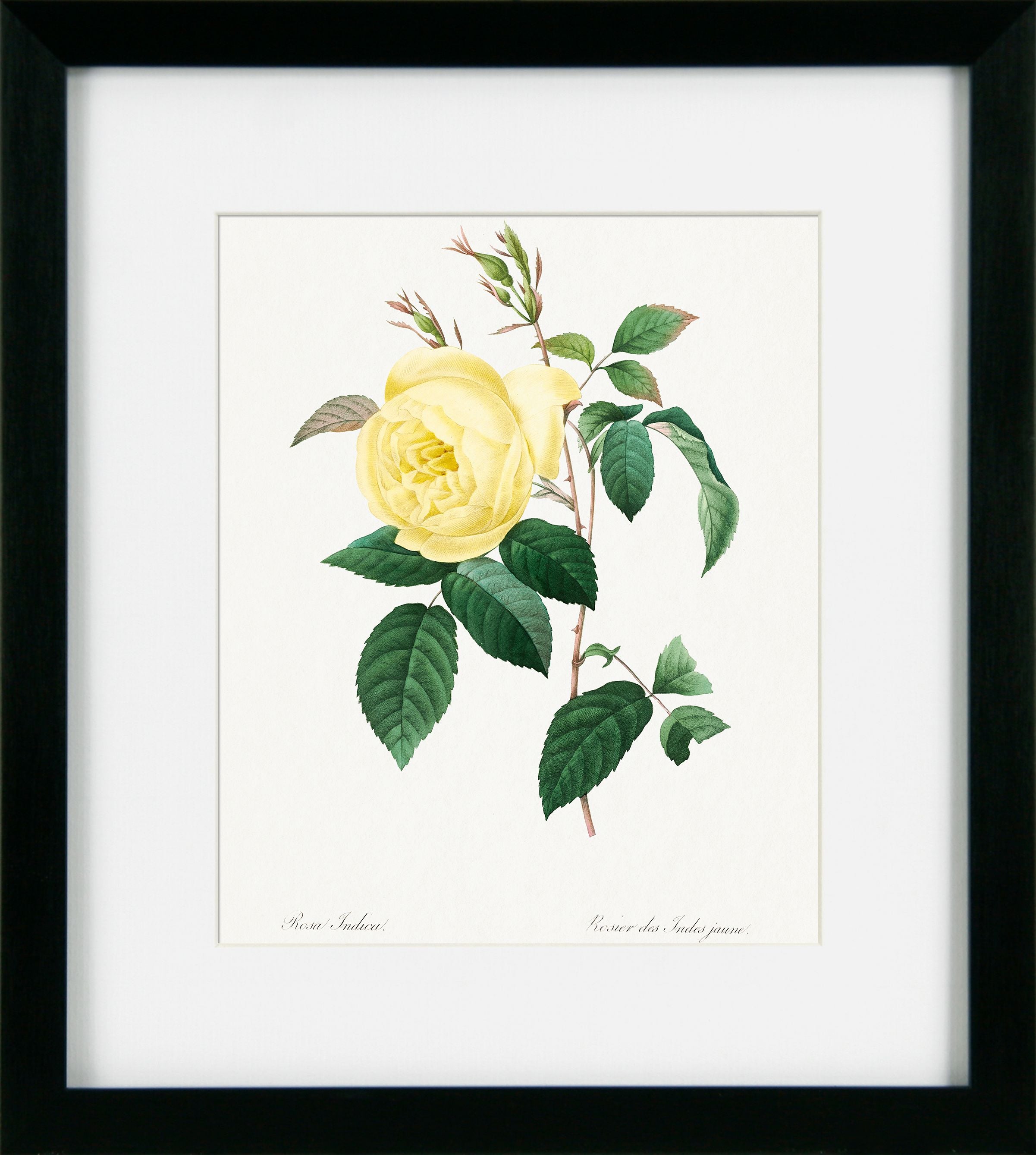 Framed botanical illustration of a yellow rose with green leaves on a white background