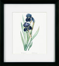 Framed botanical illustration of blue irises on a white background