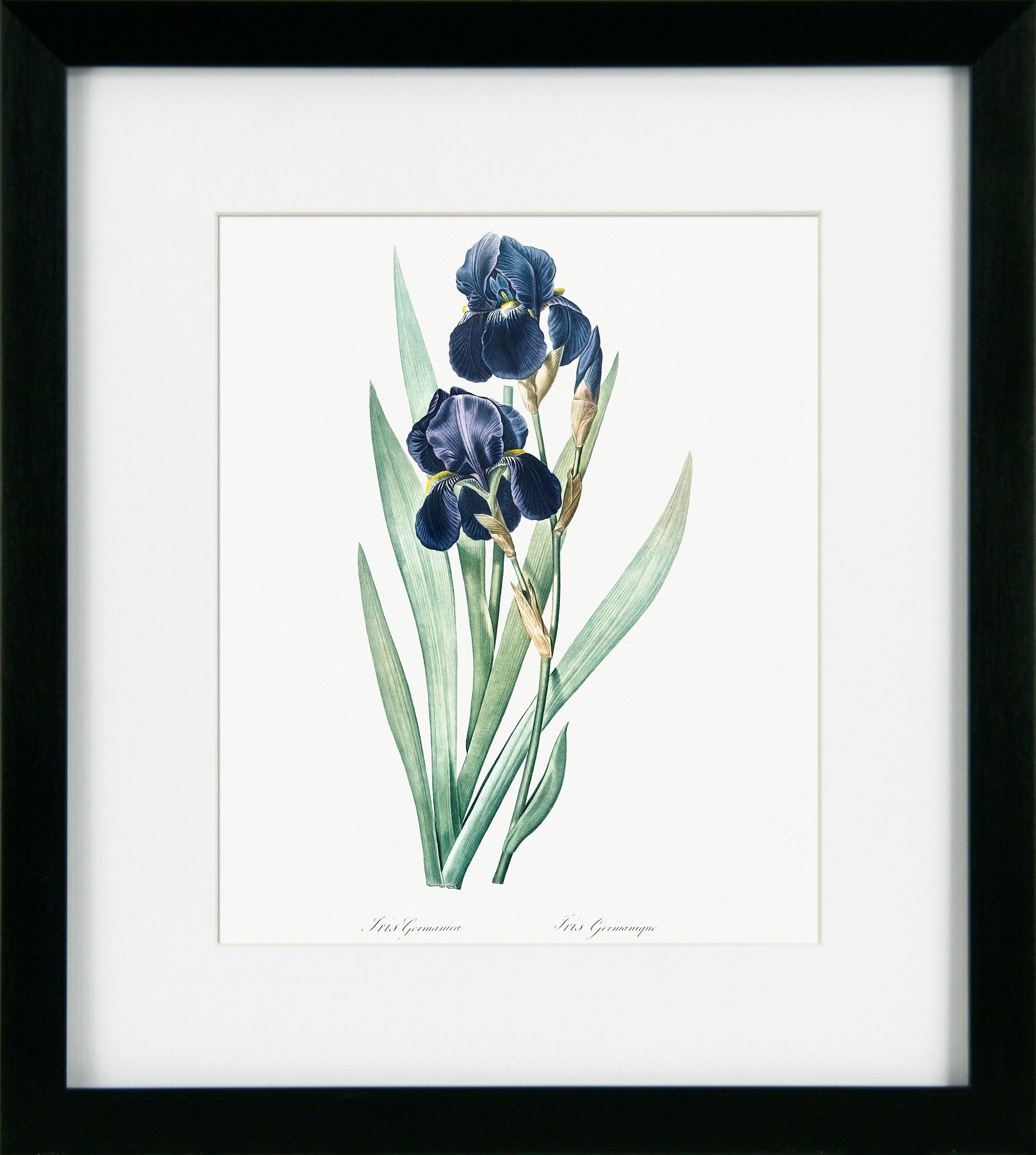 Framed botanical illustration of blue irises on a white background