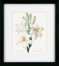 Framed botanical illustration of white lilies with green leaves on a white background