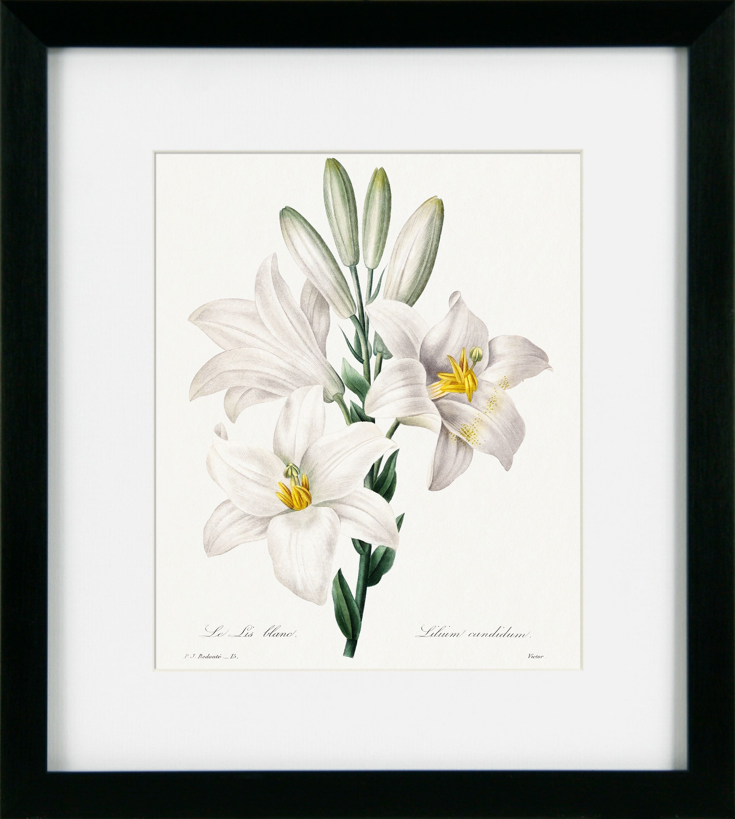 Framed botanical illustration of white lilies with green leaves on a white background