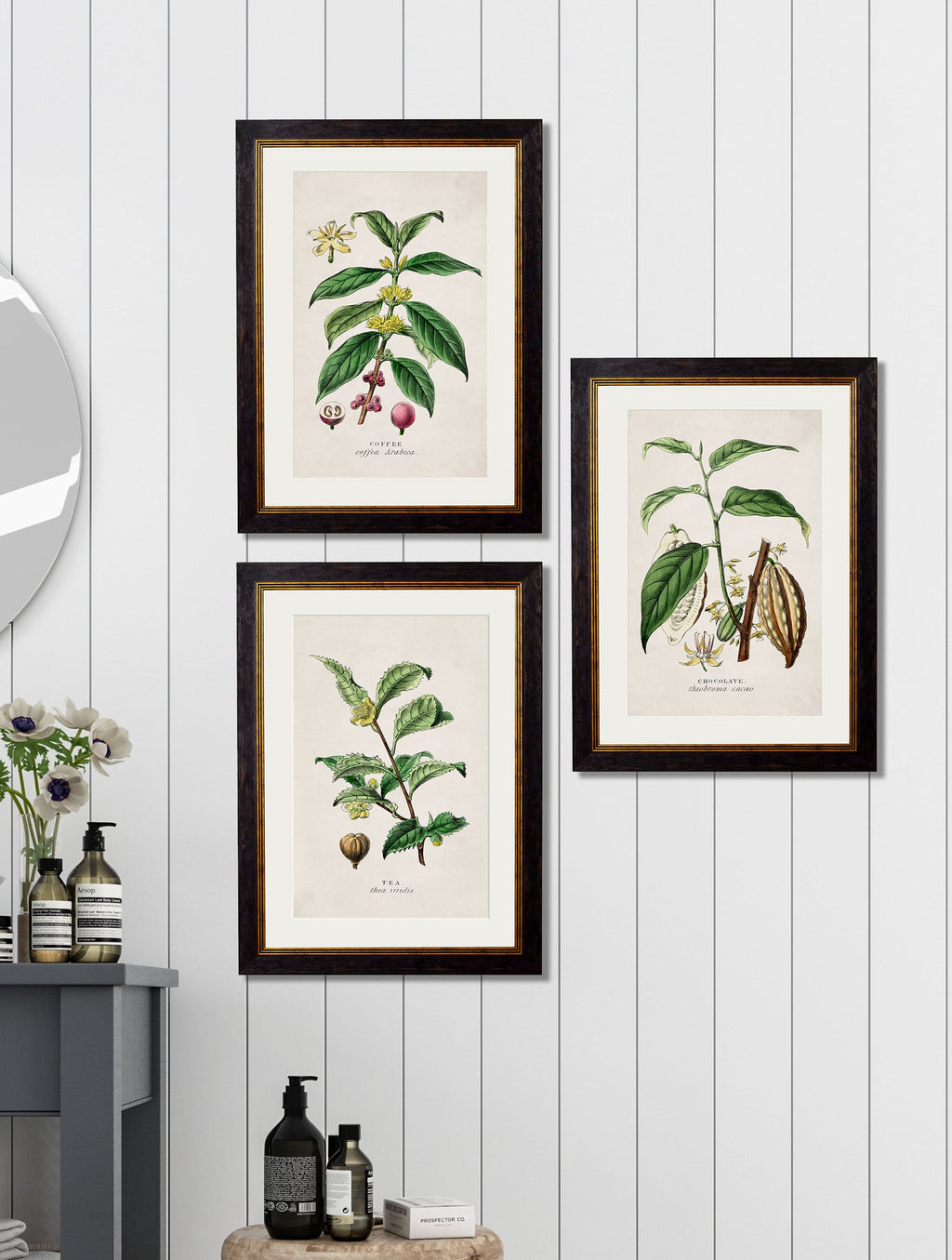 c.1877 Tea, Coffee and Chocolate Plants