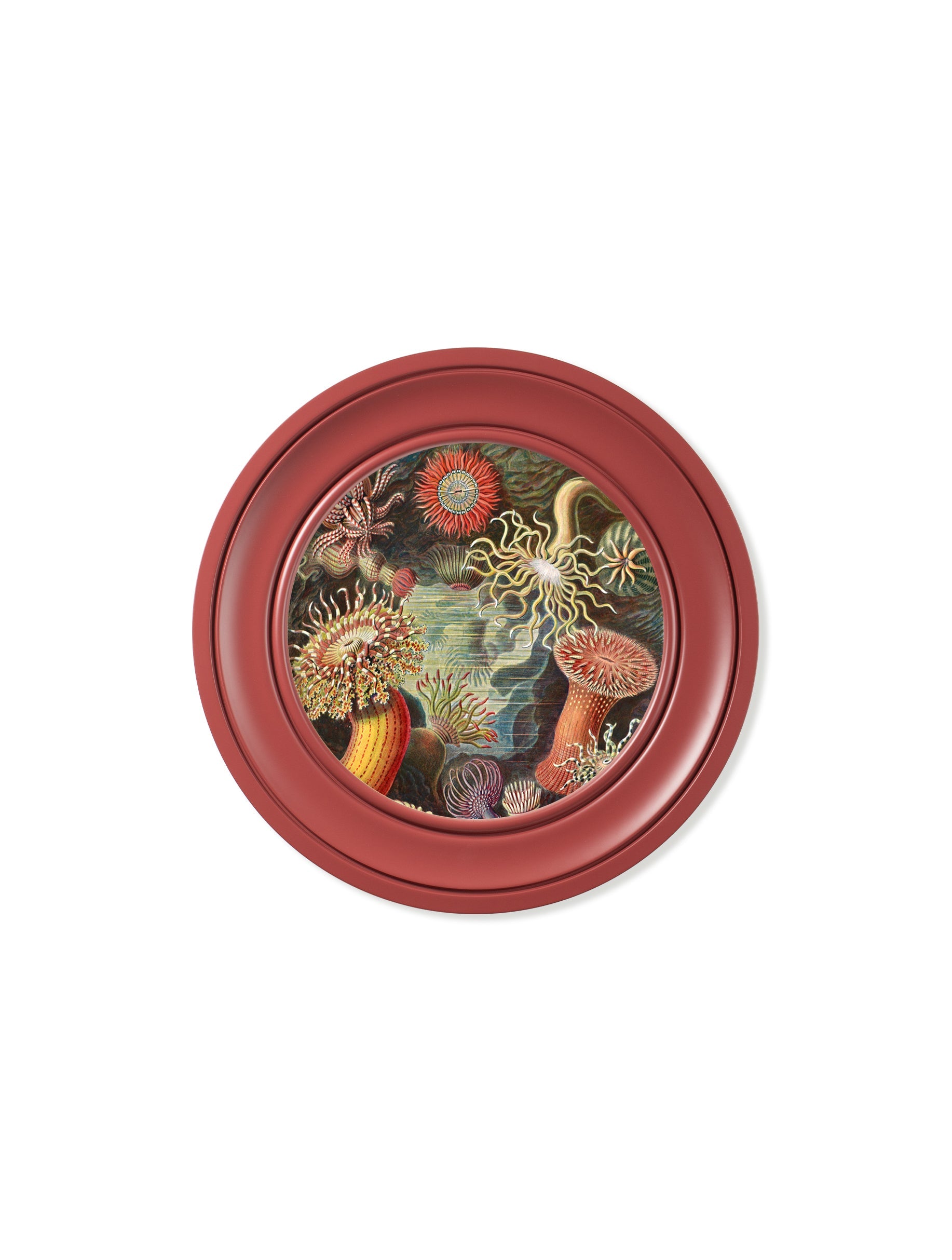 c.1904 Haeckel Flora and Fauna - Round Frames Red