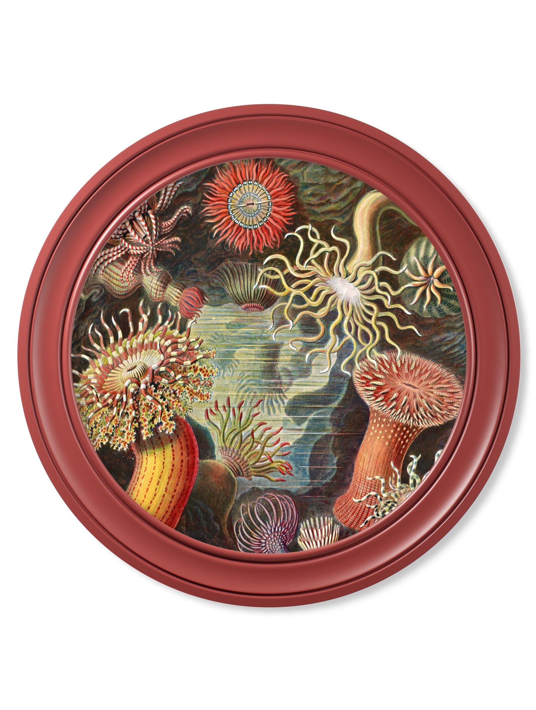 c.1904 Haeckel Flora and Fauna - Round Frames Red