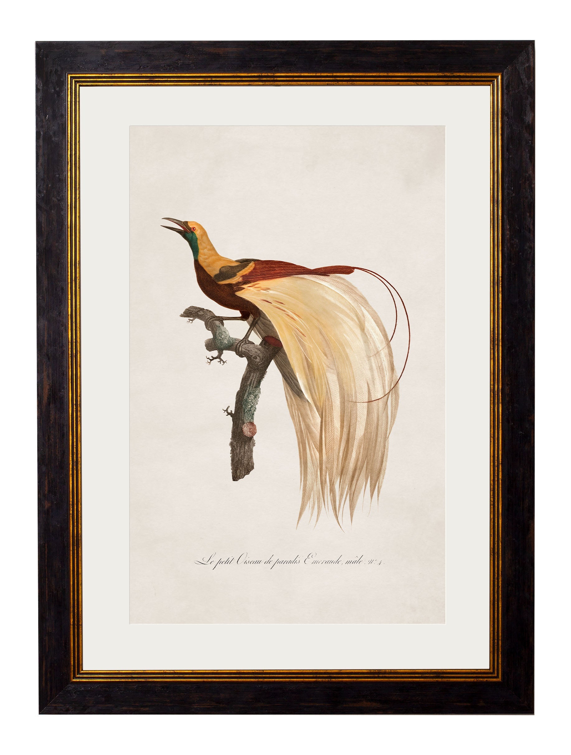 c.1809 Birds of Paradise
