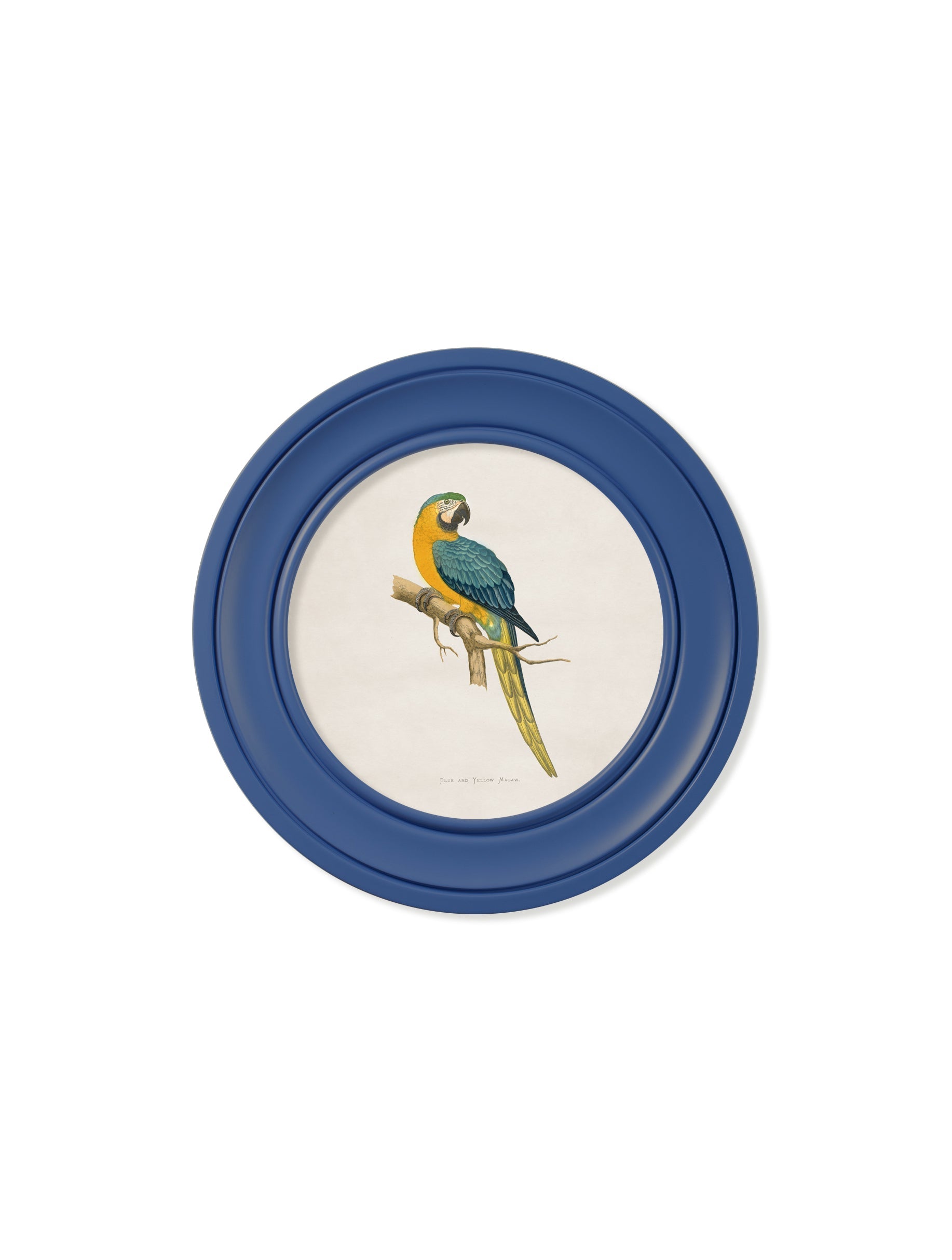 C.1884 Collection of Macaws in Round Frames Blue