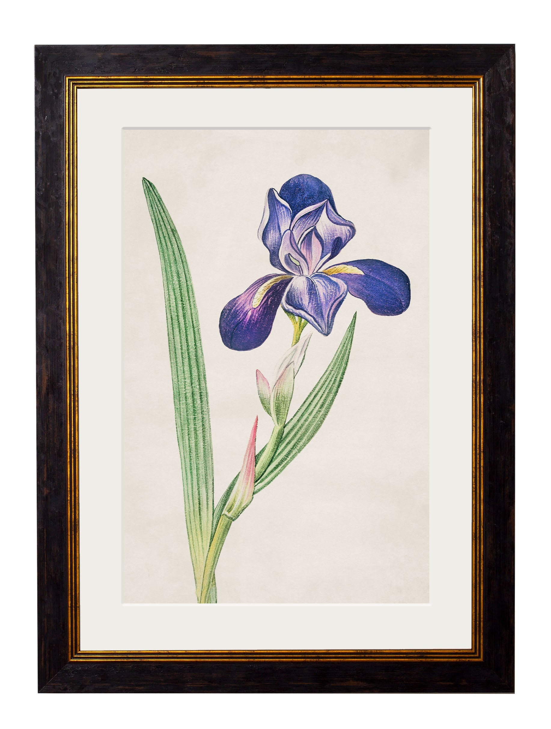 c.1780 Flowering Plants