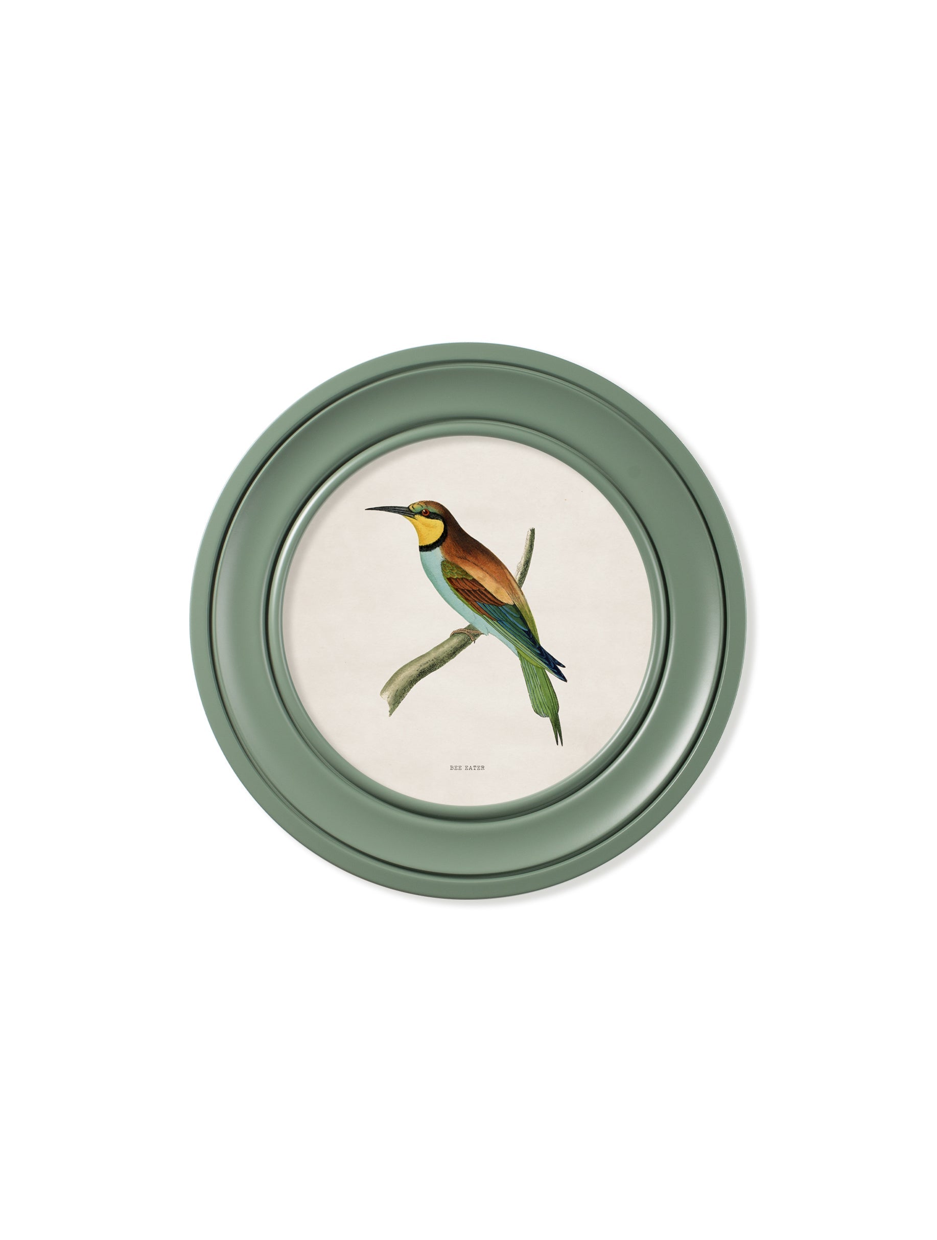 c.1870 Kingfisher and Bee Eater - Round Frame Green