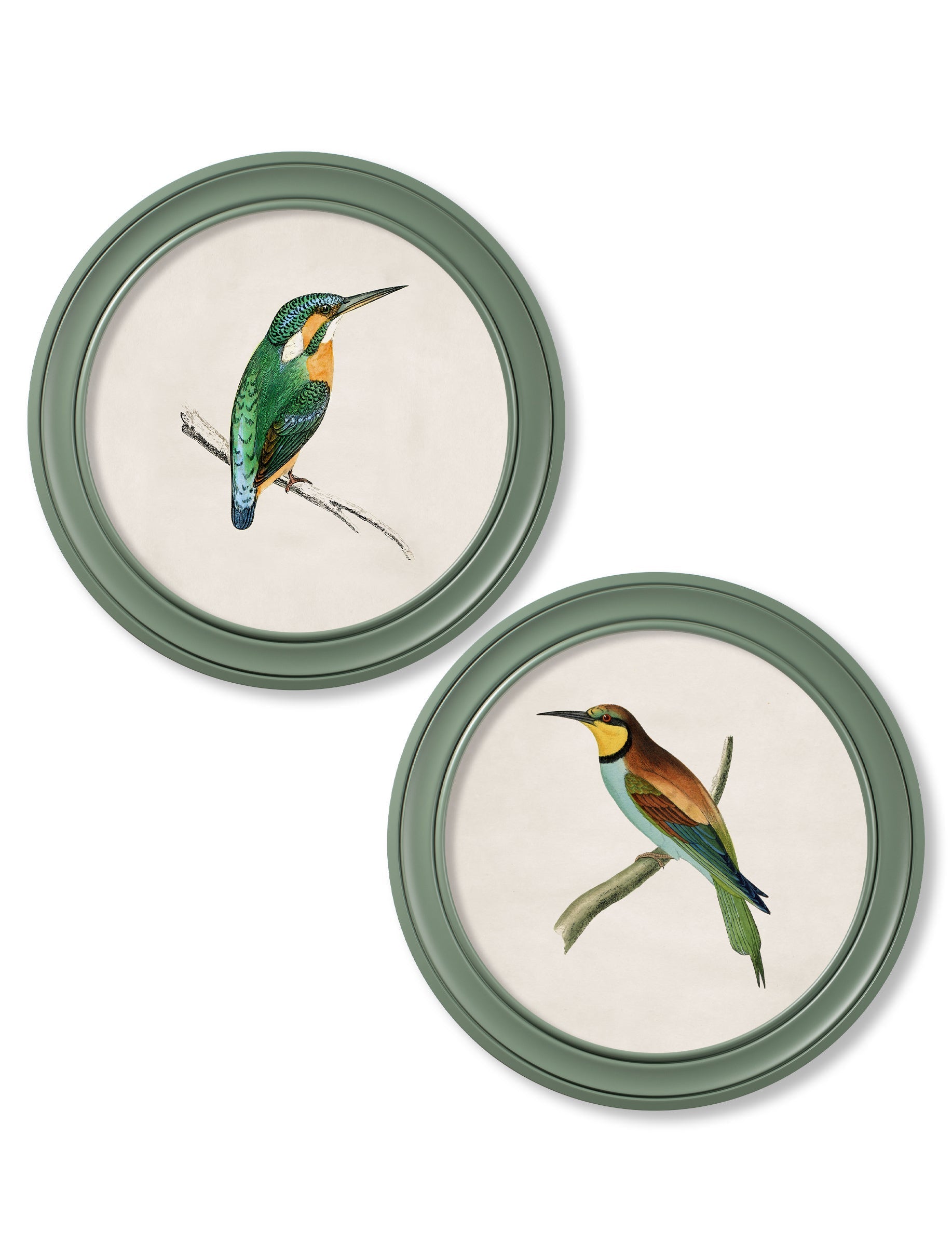 c.1870 Kingfisher and Bee Eater - Round Frame Green