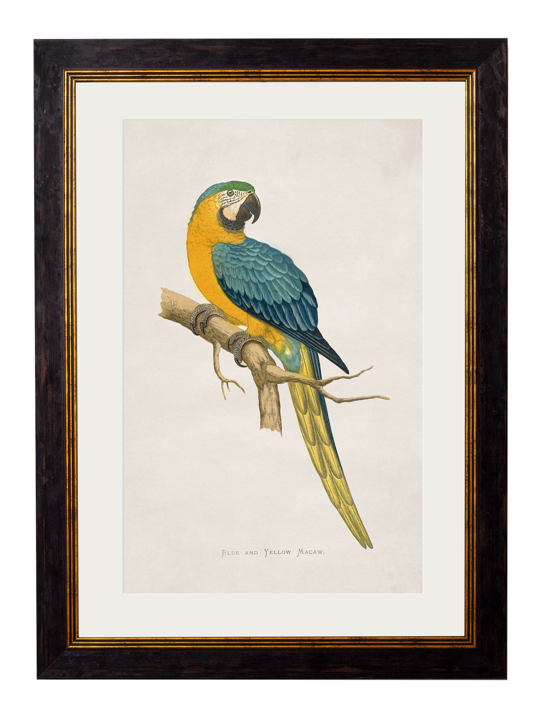 c.1884 Macaws