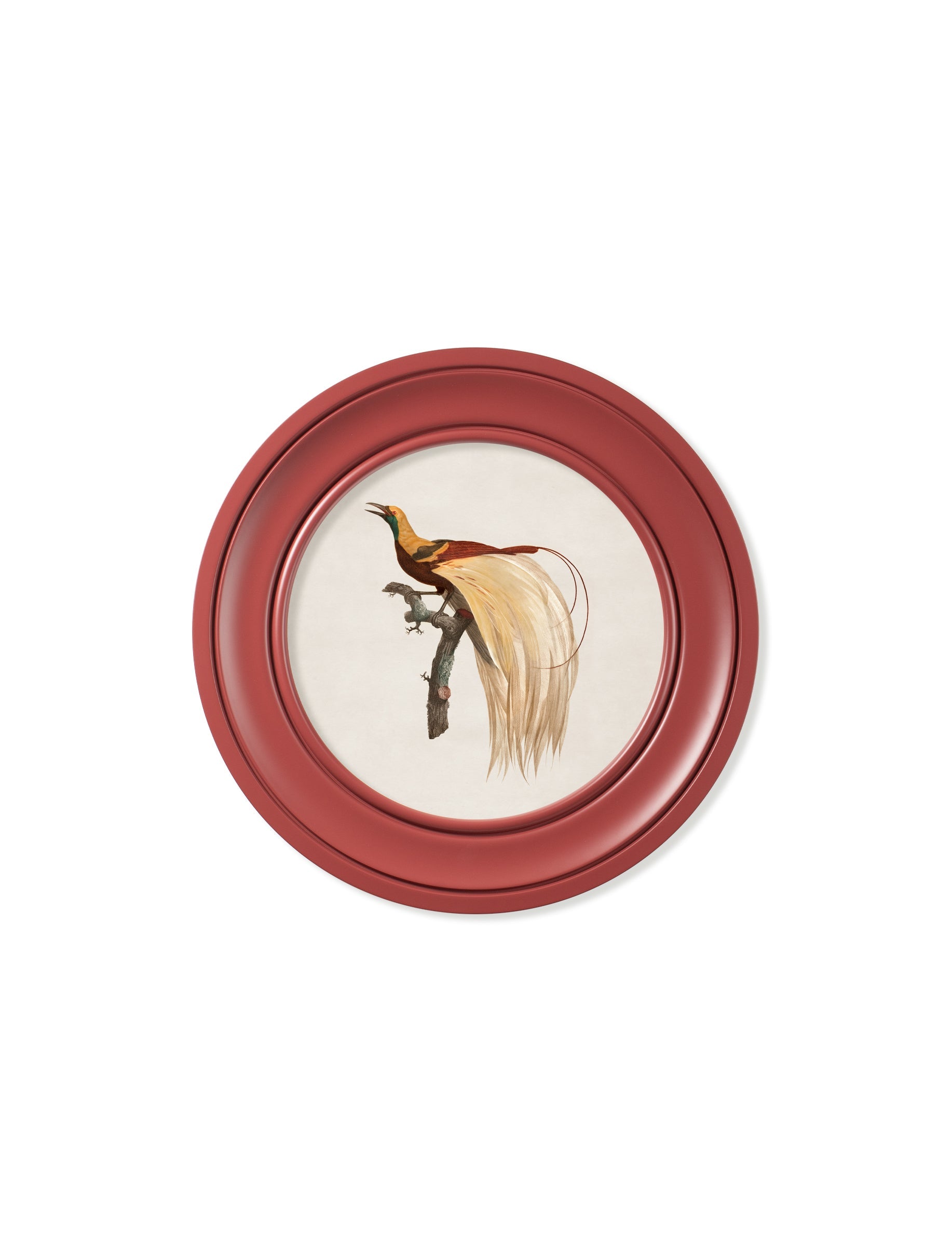 c.1809 Birds of Paradise - Round Frames Red