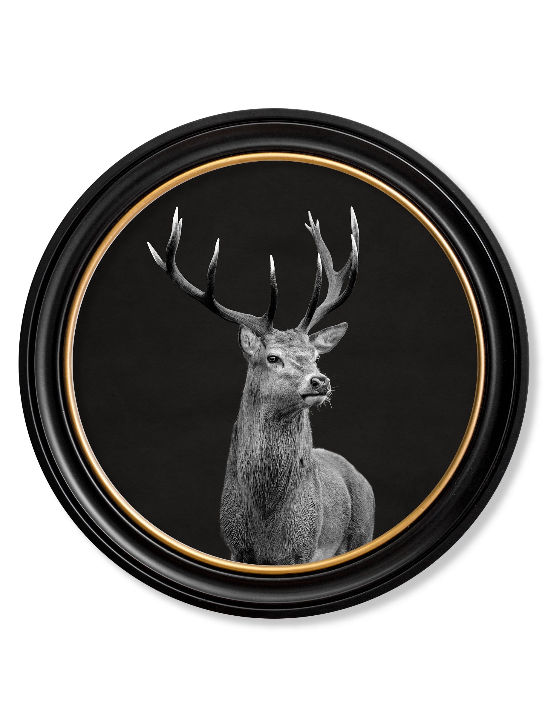 Framed artwork of a deer with large antlers on a black background