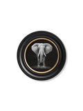 Framed artwork of an elephant on a white background