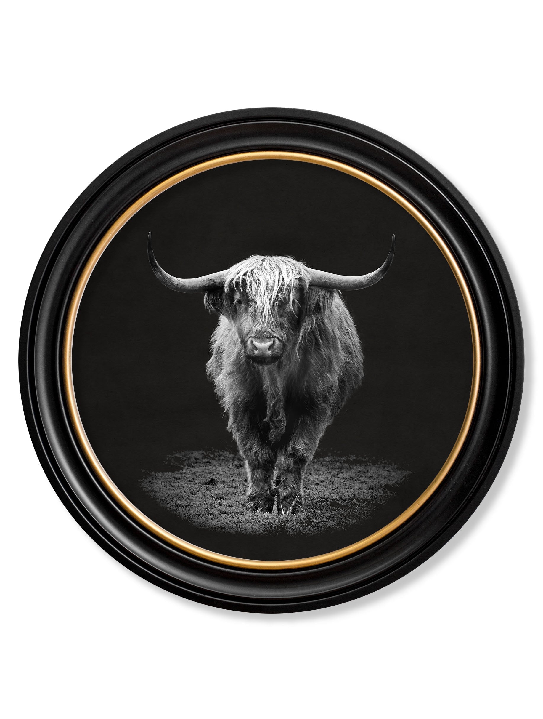 Framed black and white photo of a Highland cow on a dark background