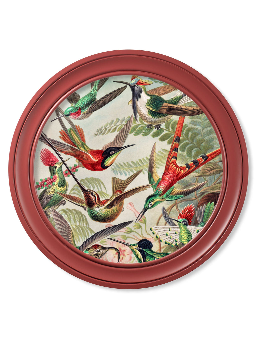 c.1904 Haeckel Hummingbirds - Red Frame