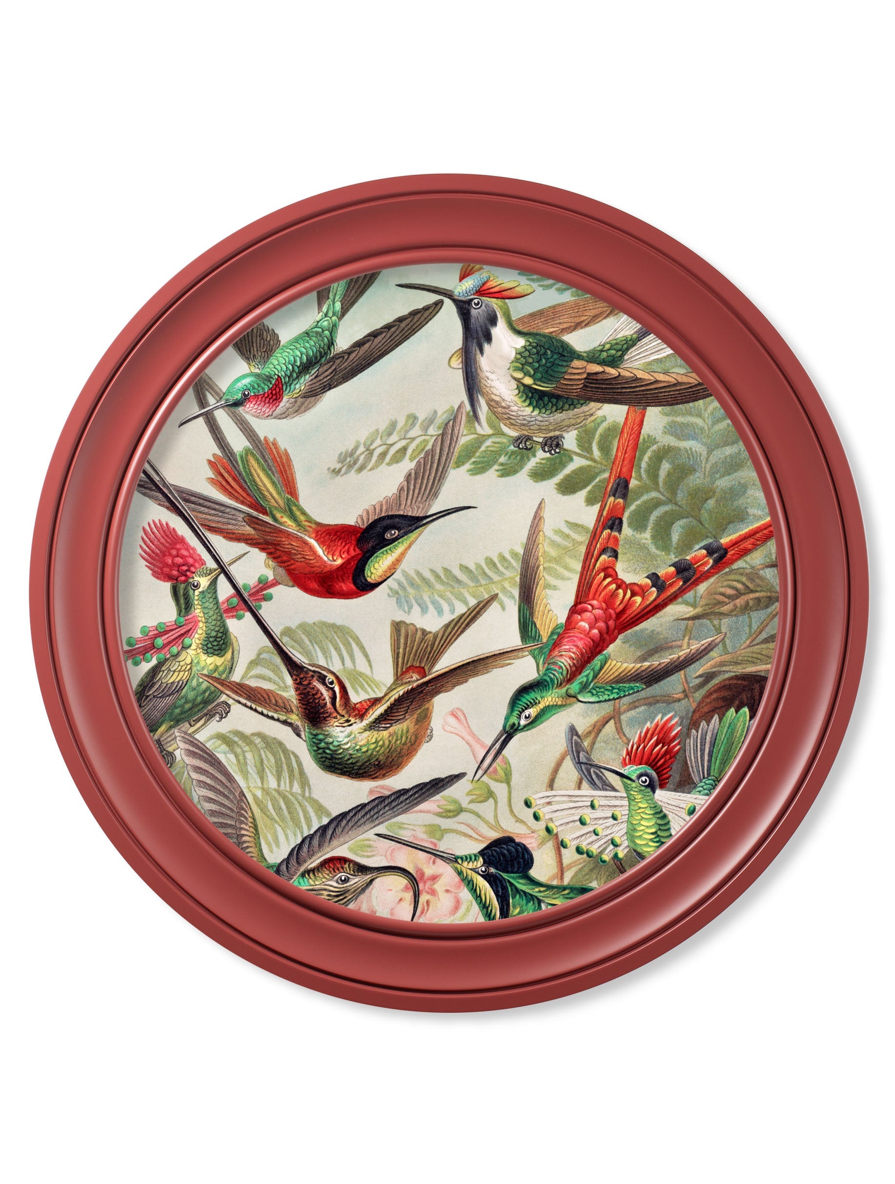 c.1904 Haeckel Hummingbirds - Red Frame