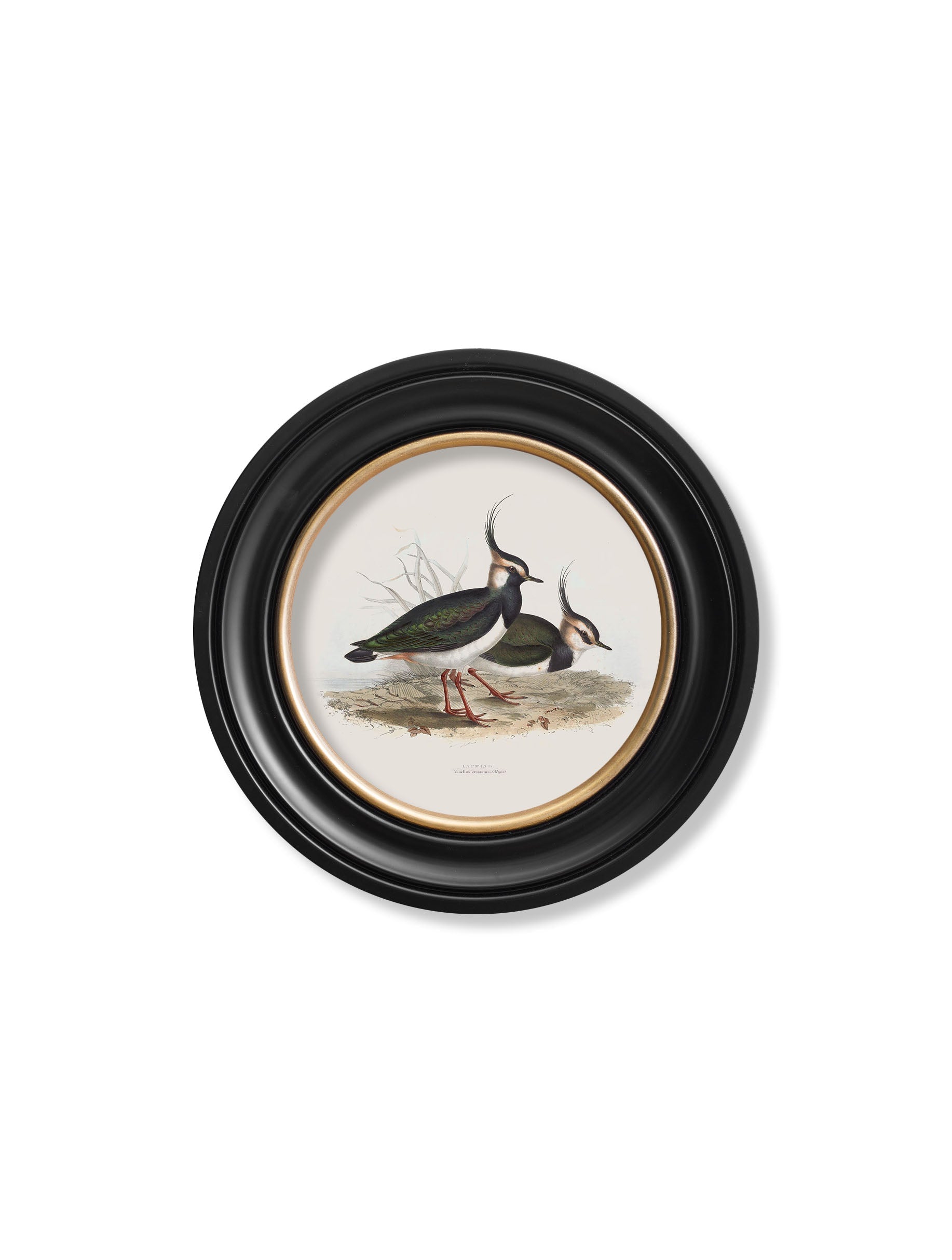 c.1837's British Coastal Birds - Round