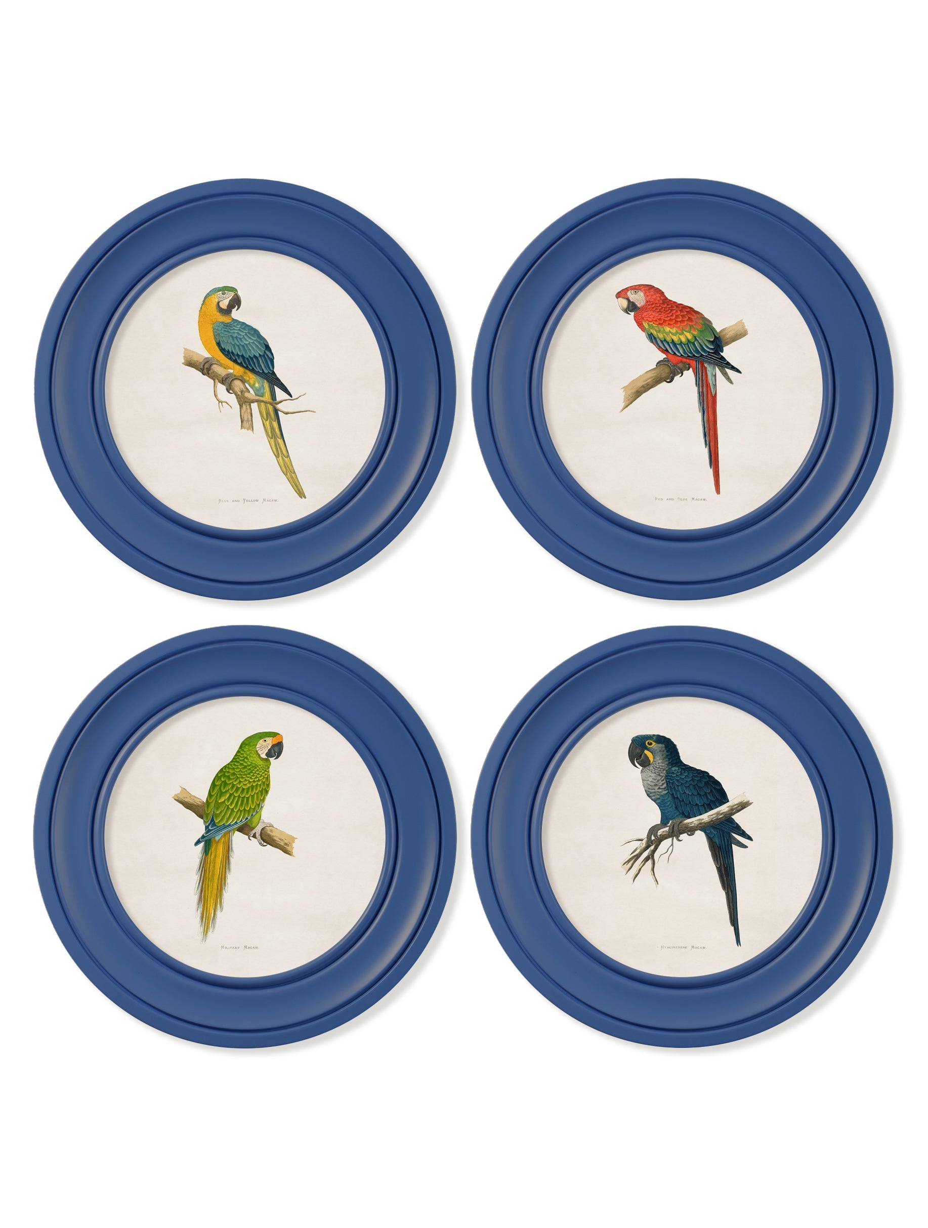 C.1884 Collection of Macaws in Round Frames Blue