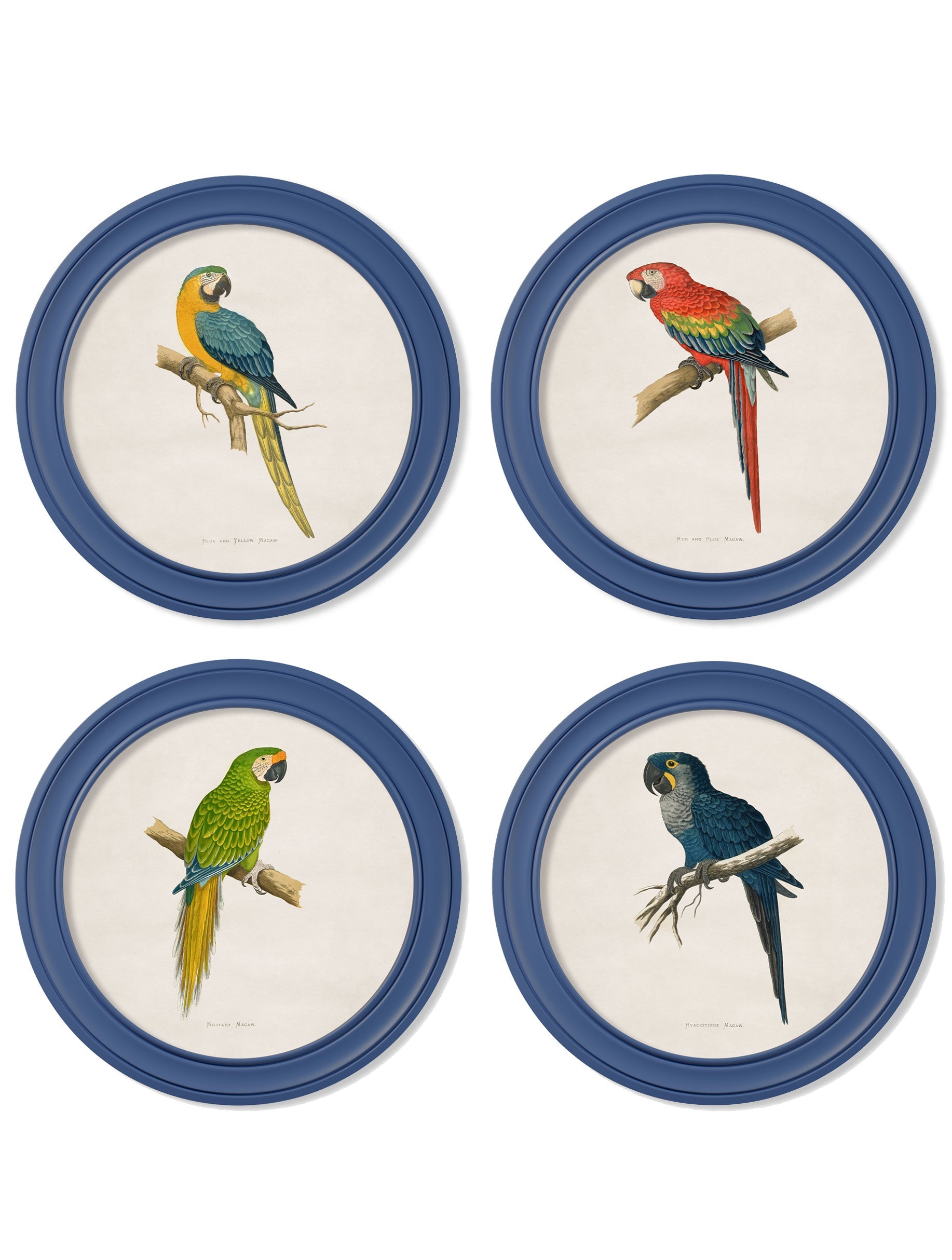C.1884 Collection of Macaws in Round Frames Blue