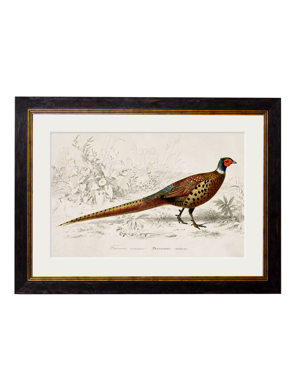 c.1850's Pheasant - Oxford Frame