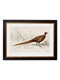 c.1850's Pheasant - Oxford Frame