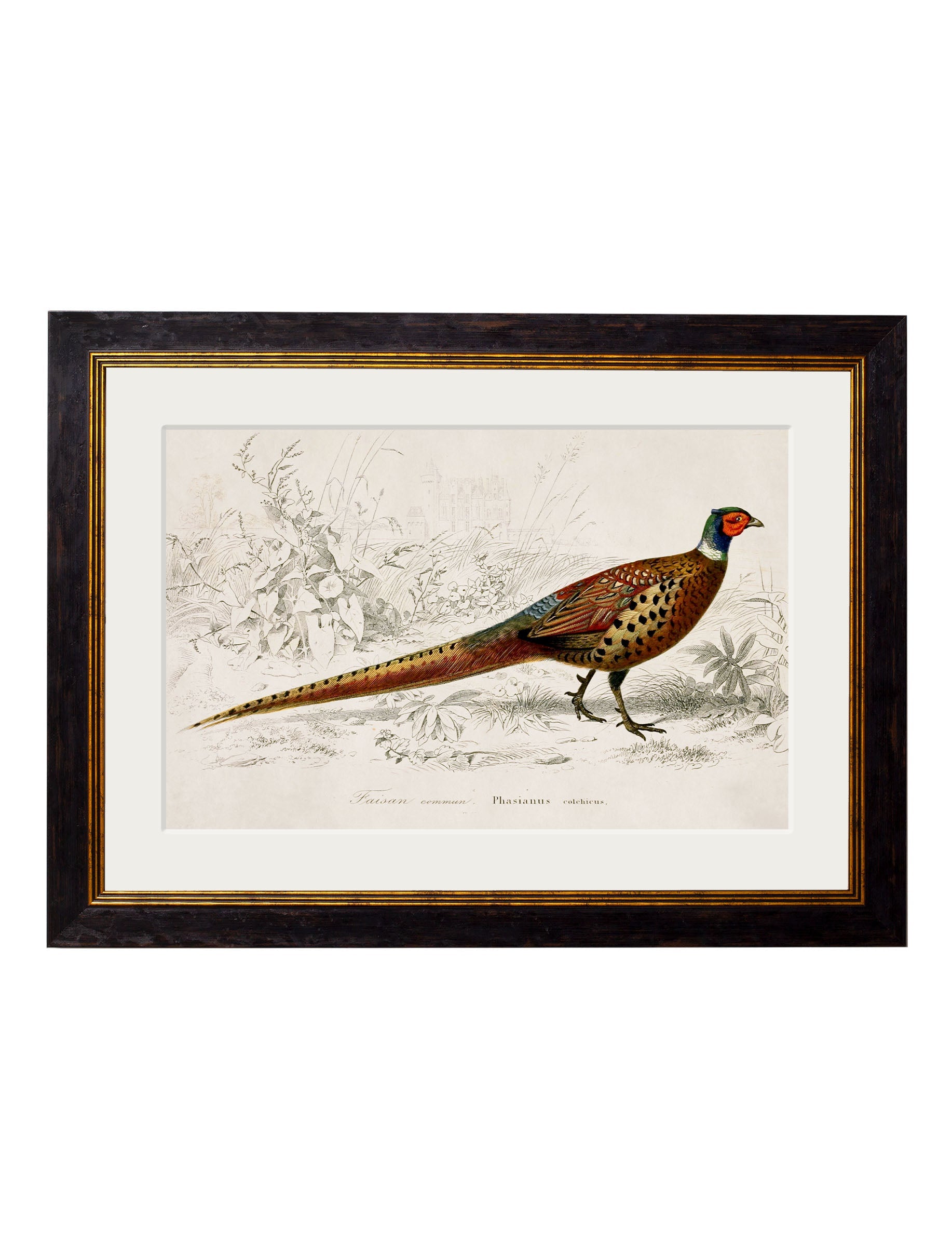 c.1850's Pheasant - Oxford Frame