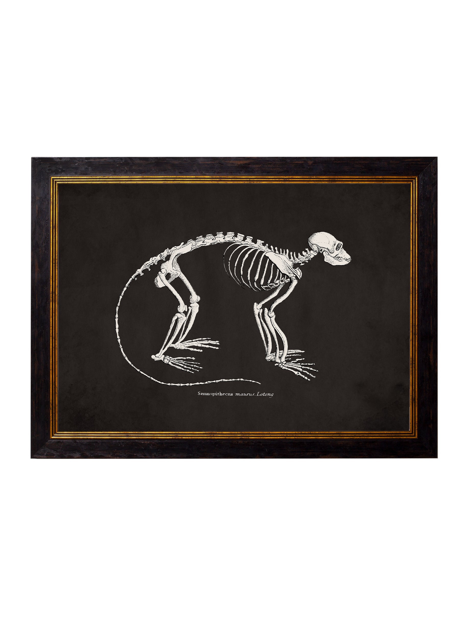 c.1870 Anatomical Skeletons - Dark