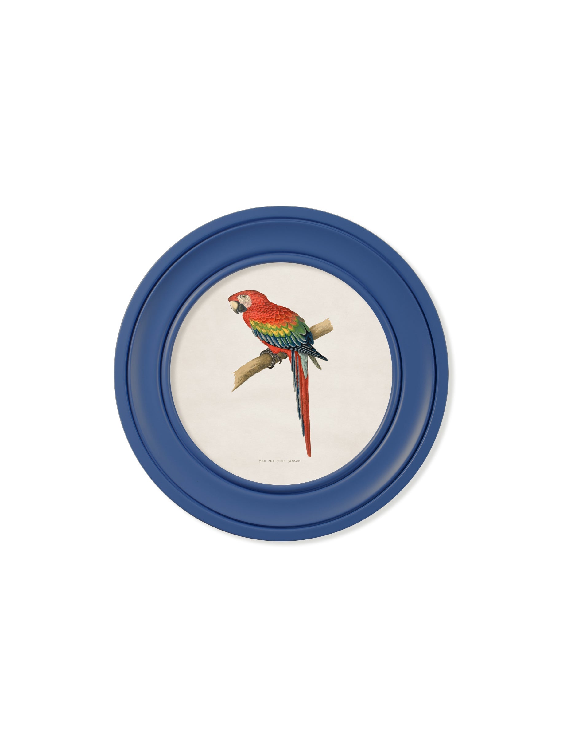 C.1884 Collection of Macaws in Round Frames Blue