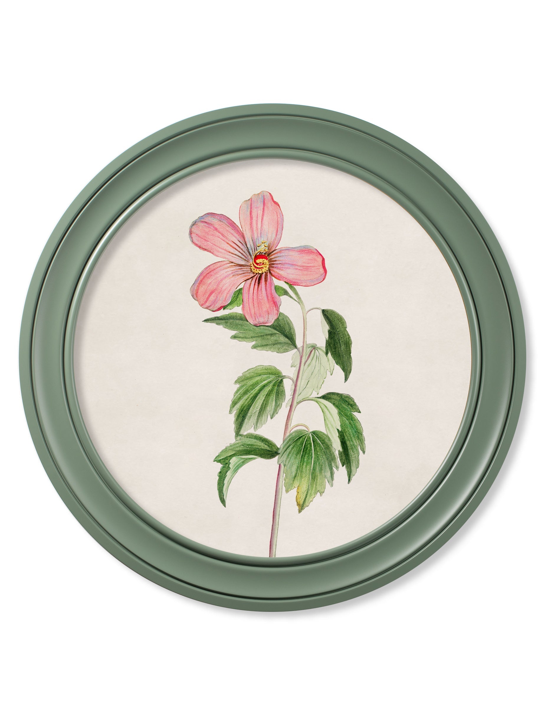 c.1780 Flowering Plants Round Frame Green