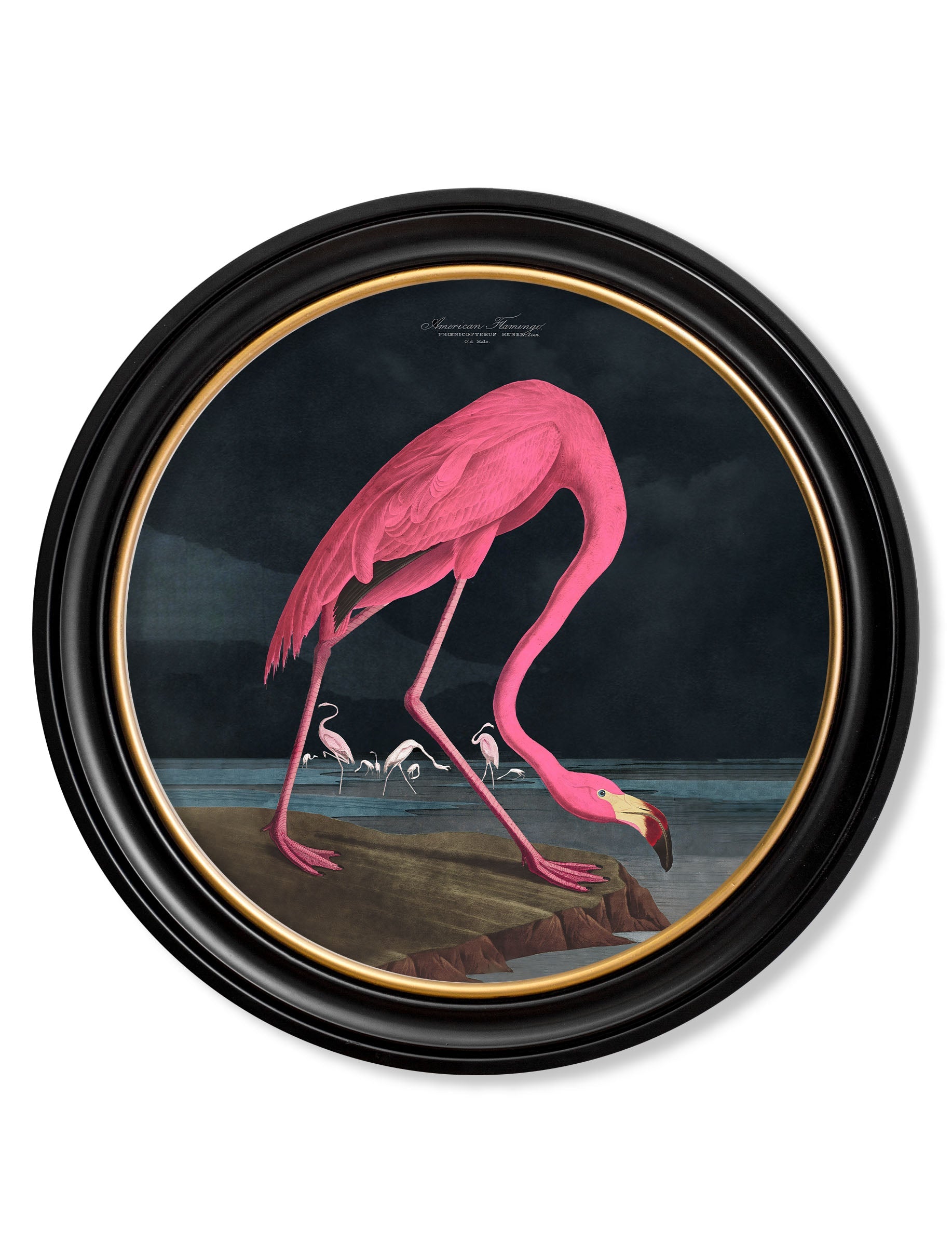c.1838 Audubon's Flamingo - Dark - Round Frame
