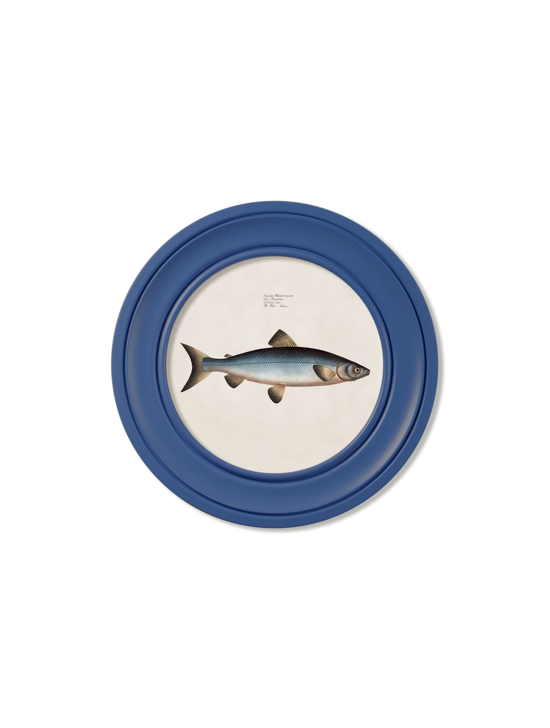 c.1785 Studies of Salmon - Round Frame Blue