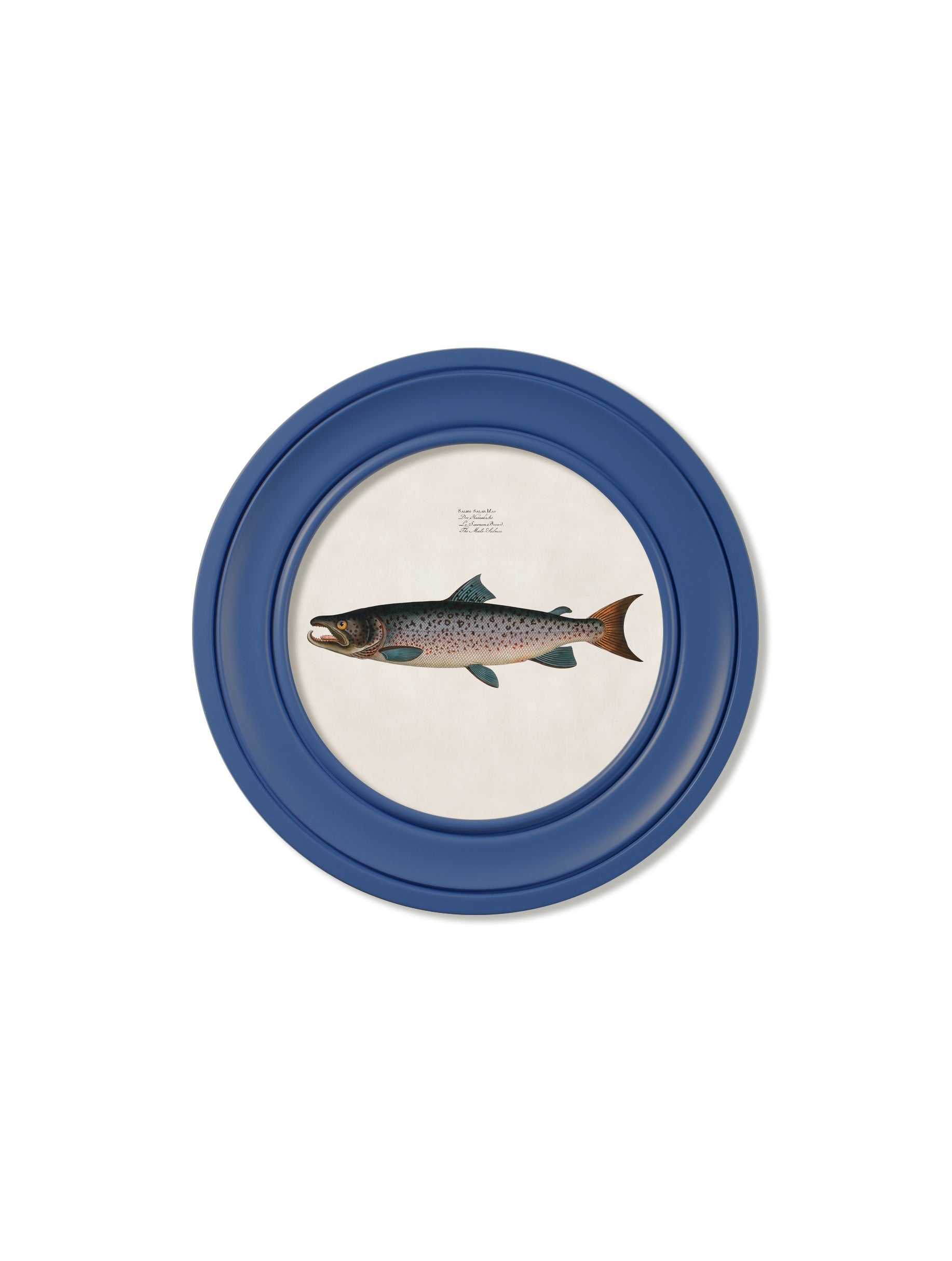 c.1785 Studies of Salmon - Round Frame Blue