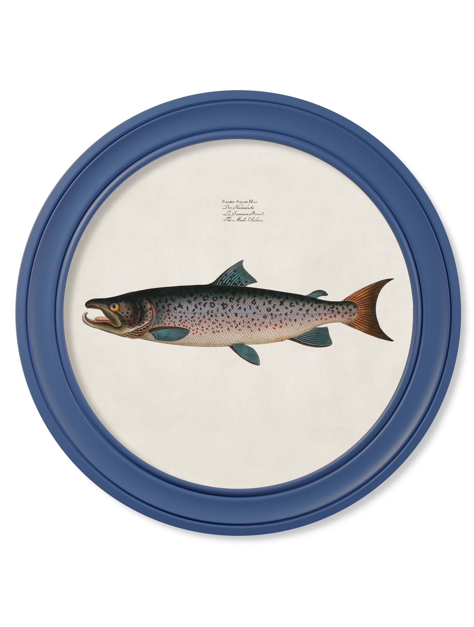 c.1785 Studies of Salmon - Round Frame Blue