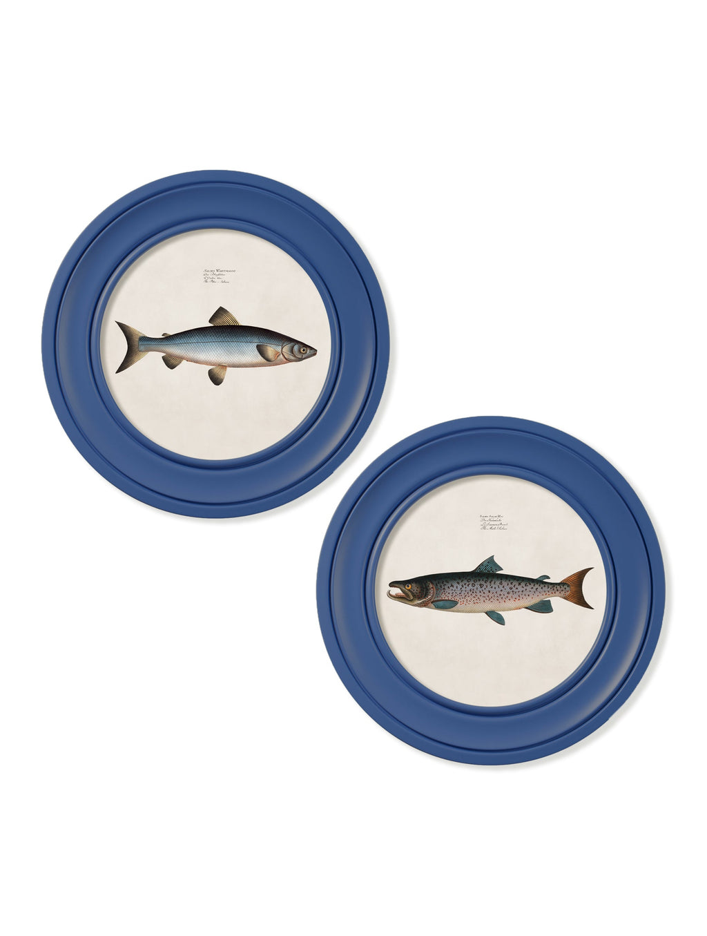 c.1785 Studies of Salmon - Round Frame Blue