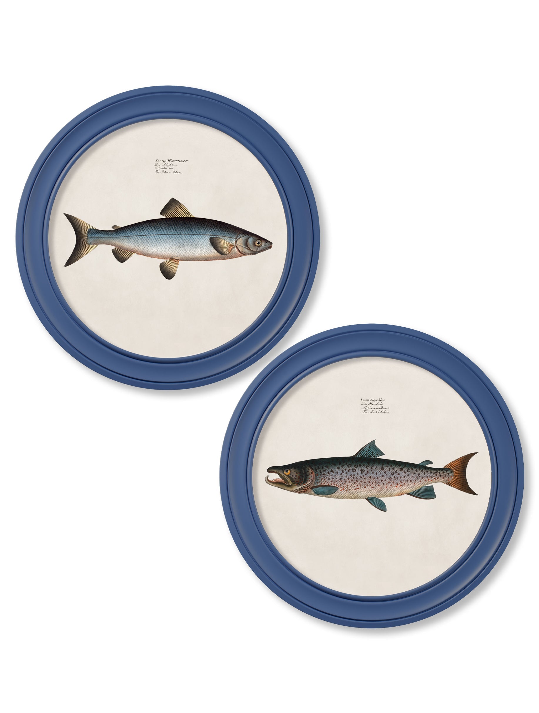 c.1785 Studies of Salmon - Round Frame Blue