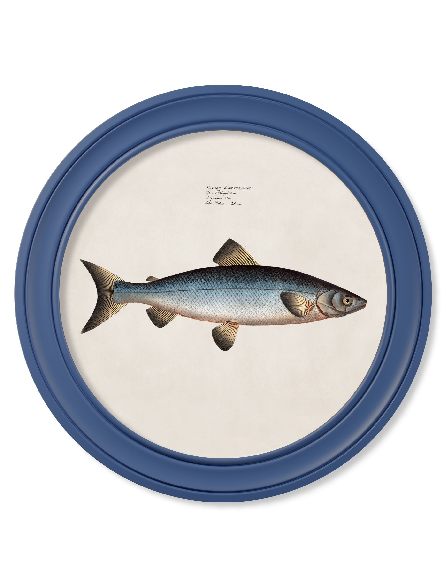 c.1785 Studies of Salmon - Round Frame Blue